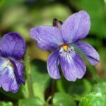 Violet Leaves