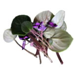 Violet Root