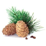 Virginian Cedar