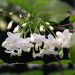 Water Jasmine