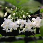 Water Jasmine