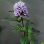 Water Mint