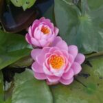 Water Peony