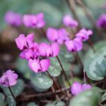 Watery Cyclamen