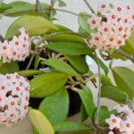 Wax Plant