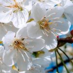White Blossom