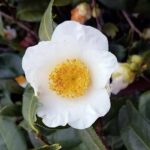 White Camelia