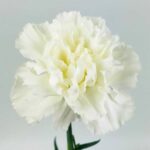 White Carnation