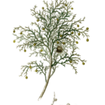White Cedar Extract