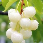 White Cherry