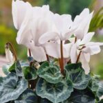 White Cyclamen