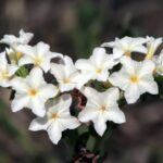 White Heliotrope