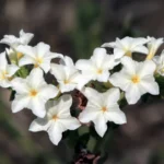 White Heliotrope