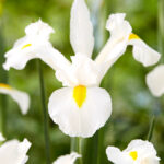White Iris
