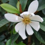 White Magnolia
