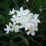 White Nerium Oleander