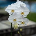 White Orchid
