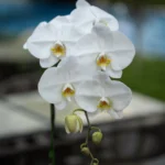 White Orchid