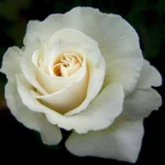 White Rose