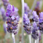 Wild Lavender