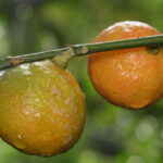 Wild Orange