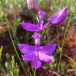 Wild Orchid
