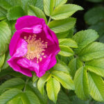 Wild Rose