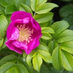 Wild Rose