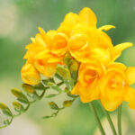 Yellow Freesia
