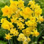 Yellow Narcissus