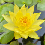 Yellow Water Lily