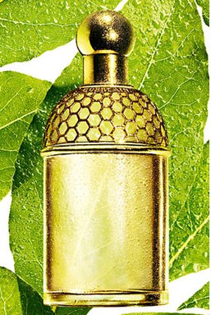 Aqua Allegoria Laurier - Reglisse Guerlain perfume